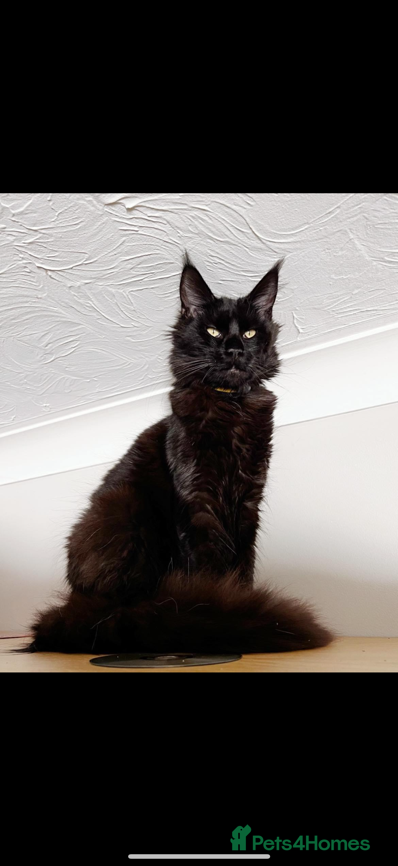 Maine Coon cats Beautiful Maine Coon Kittens – waiting list open! - Advert 1