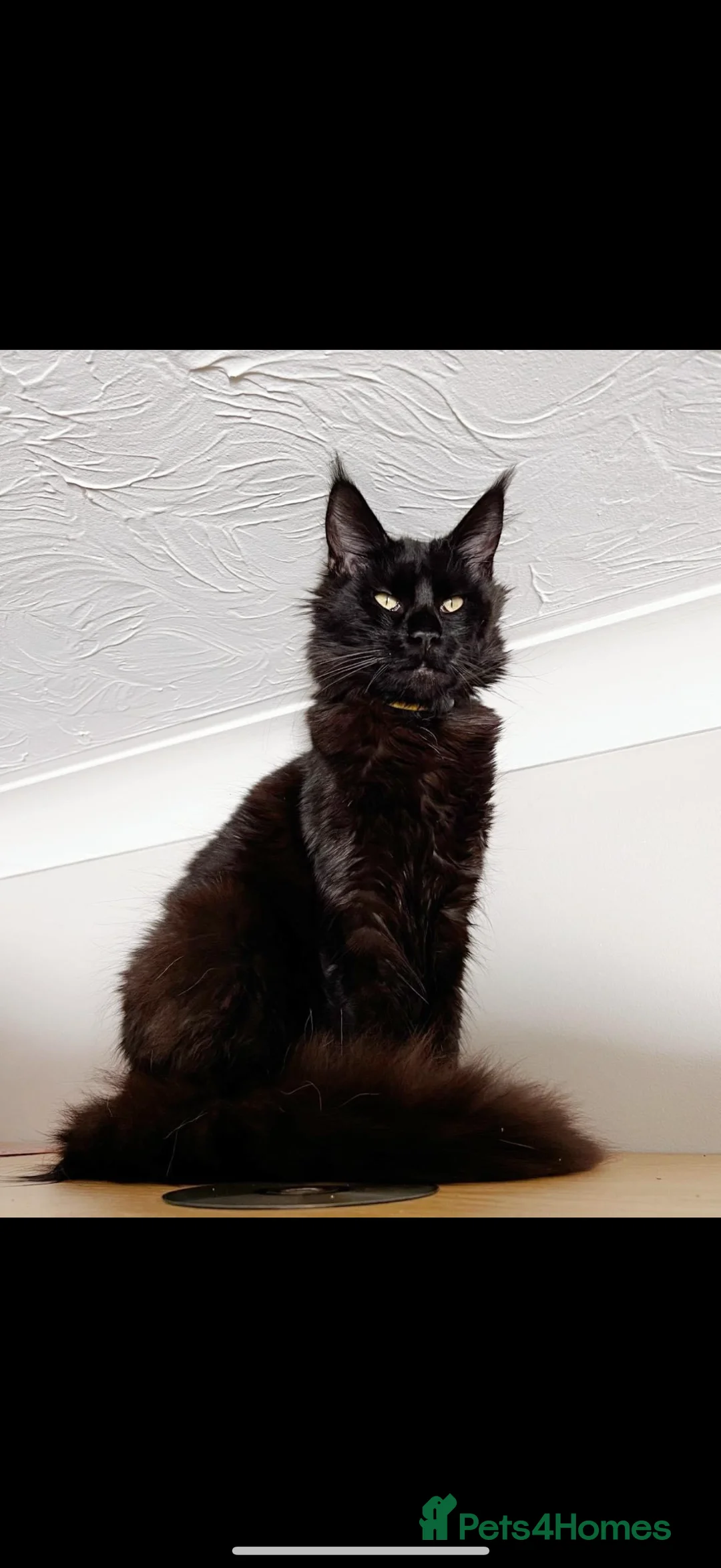 Maine Coon cats for sale: Beautiful Maine Coon Kittens – waiting list open! - Advert 1