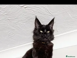 Maine Coon cats Beautiful Maine Coon Kittens – waiting list open! - Advert 1