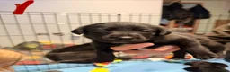 Borador dogs for sale: Borador puppies for sale - Advert 14
