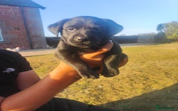 Labrador Retriever dogs for sale: Labrador puppies KC reg  - Image 10