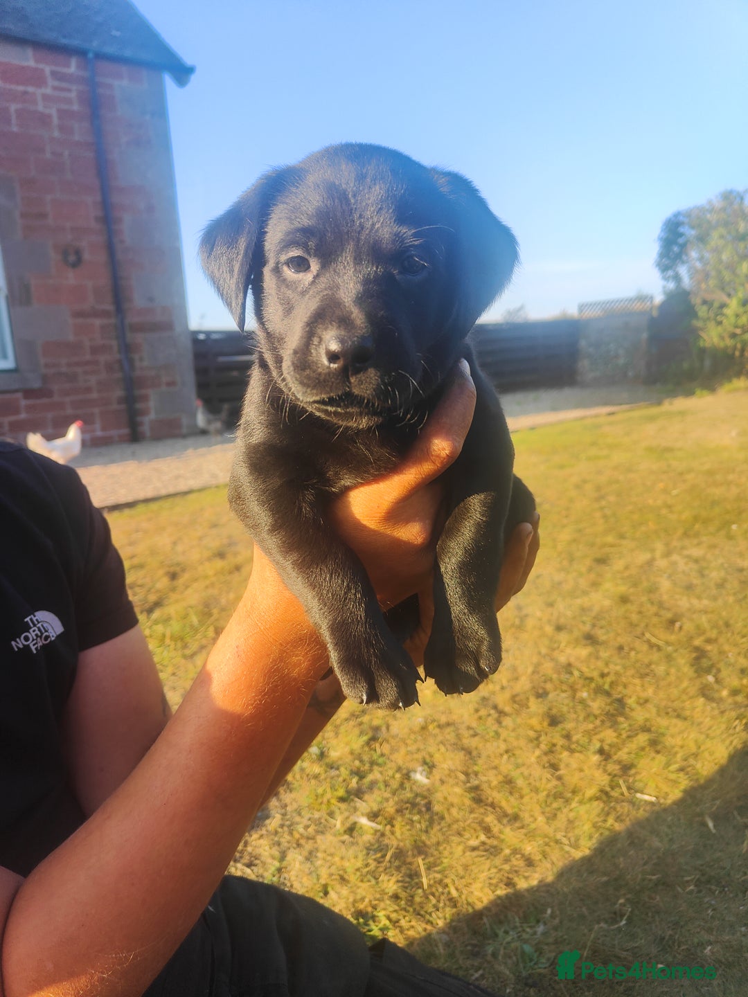Labrador Retriever dogs for sale: Labrador puppies KC reg  - Image 10