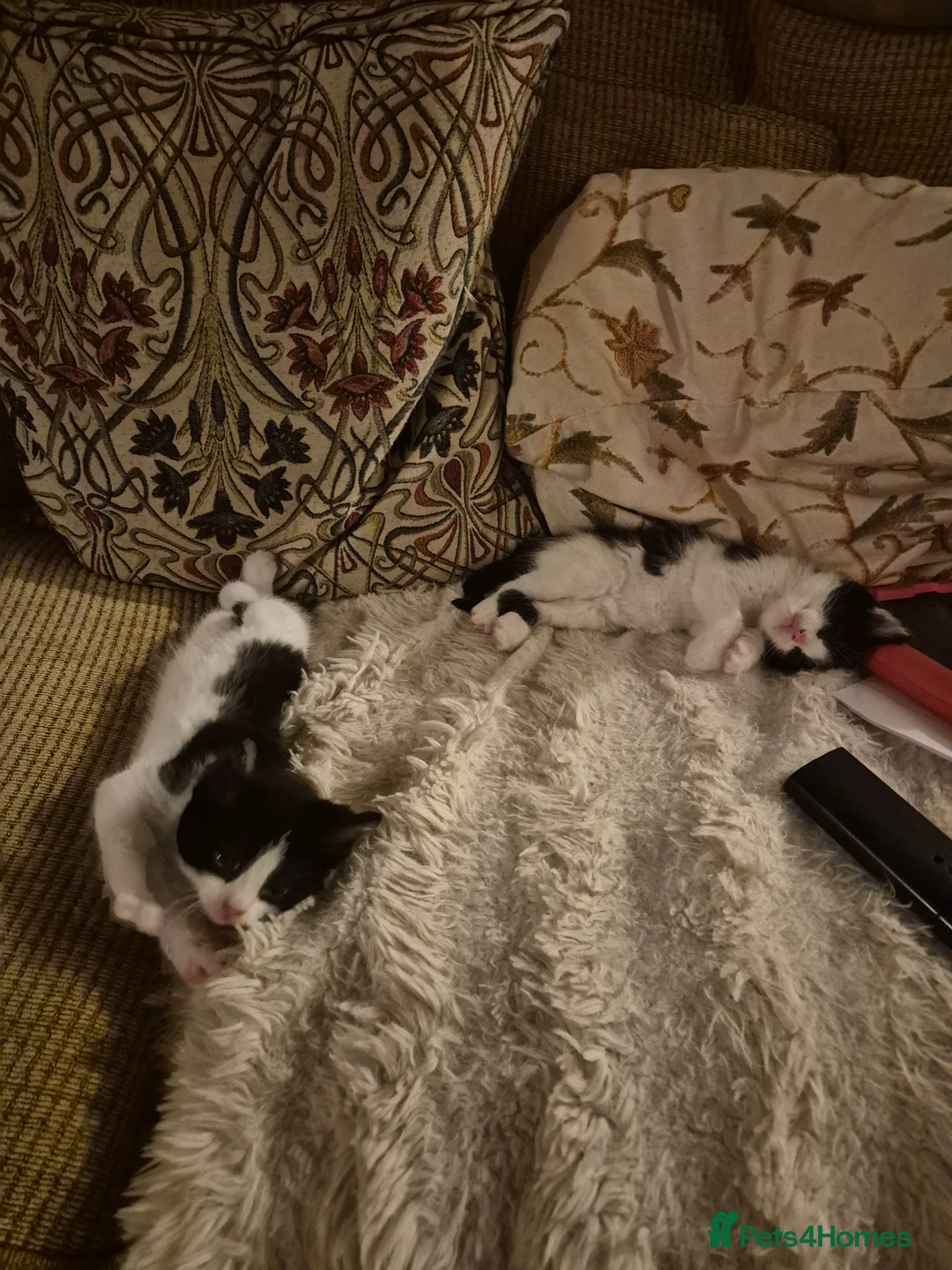 Mixed Breed cats for sale: 2 girls 3 boys kittens  - Advert 4