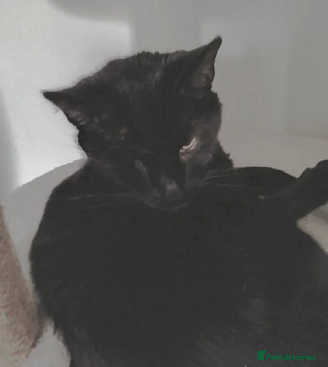 Mixed Breed cats for adoption: JACK. - Advert 3