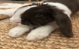 English Lop rabbits for sale: Acorn looking for a babysitter - Advert 2