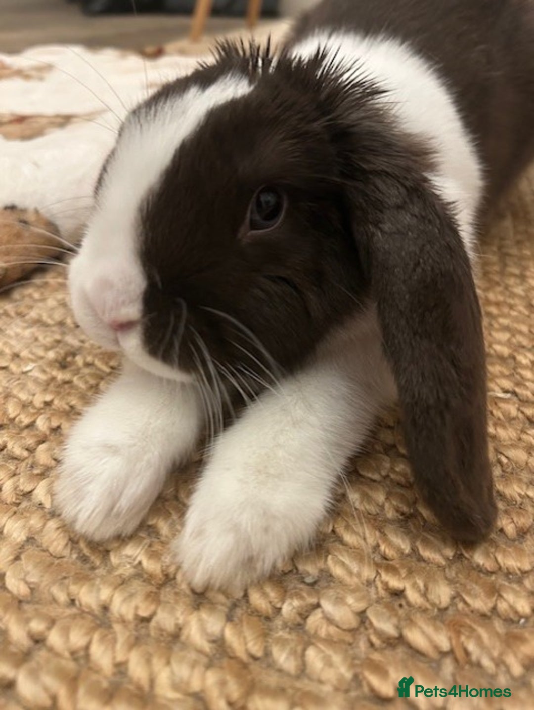 English Lop rabbits for sale: Acorn looking for a babysitter - Advert 2