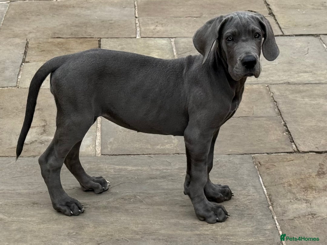 Great Dane dogs for sale: Beautiful Blue bred for Health and Temperament  in Worksop - Image 13