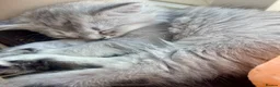 British Longhair cats for sale: British Longhair little kittens  - Advert 20
