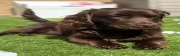 Mixed Breed dogs for sale: ‘Docker’ Dachshund x Cocker Spaniel  - Advert 2
