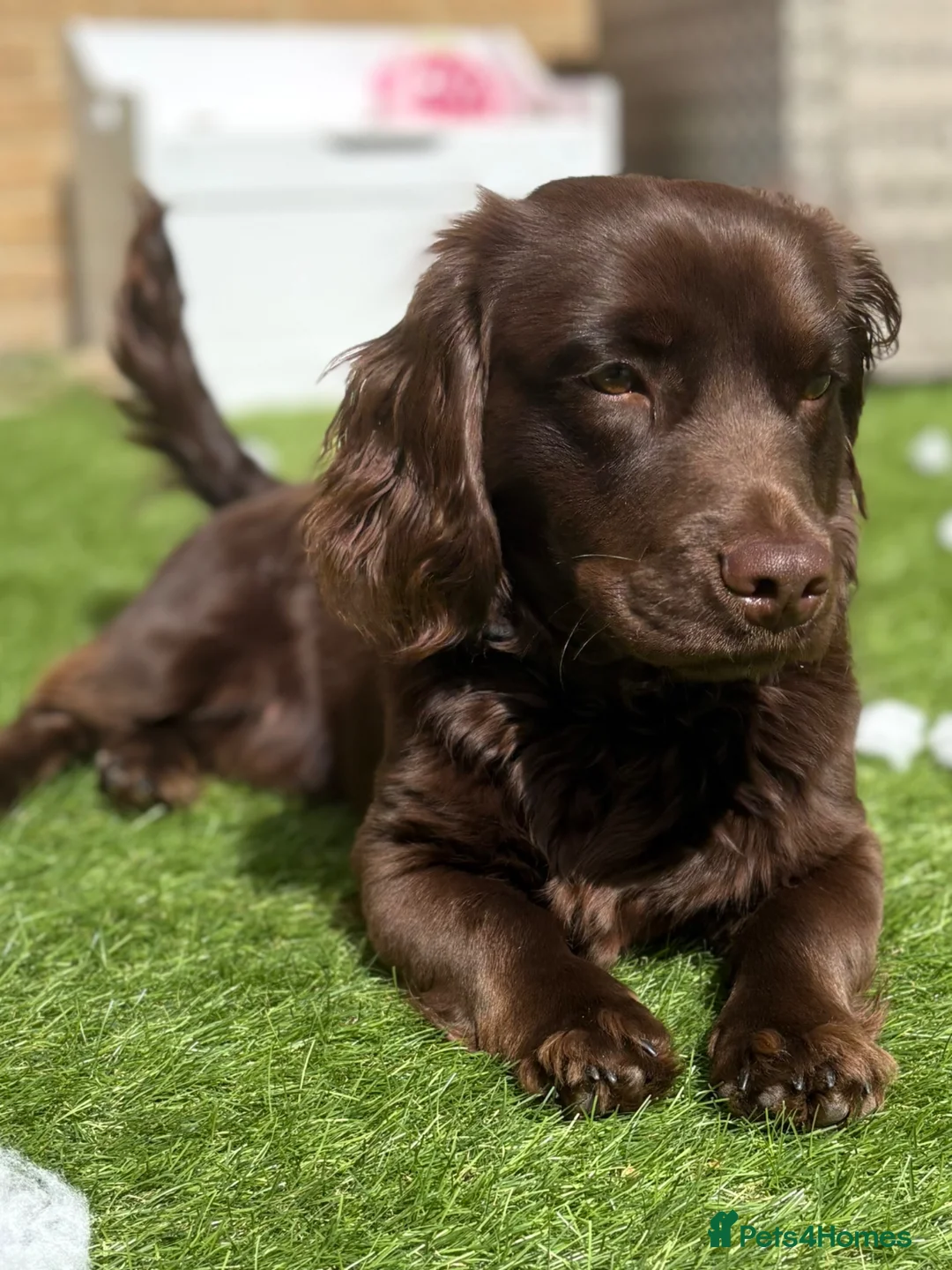 Mixed Breed dogs for sale: ‘Docker’ Dachshund x Cocker Spaniel  - Advert 2