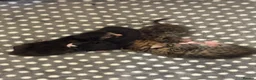 Mixed Breed cats for sale: 🐾 LAST KITTEN AVAILABLE 🐾 in Ashford - Advert 10