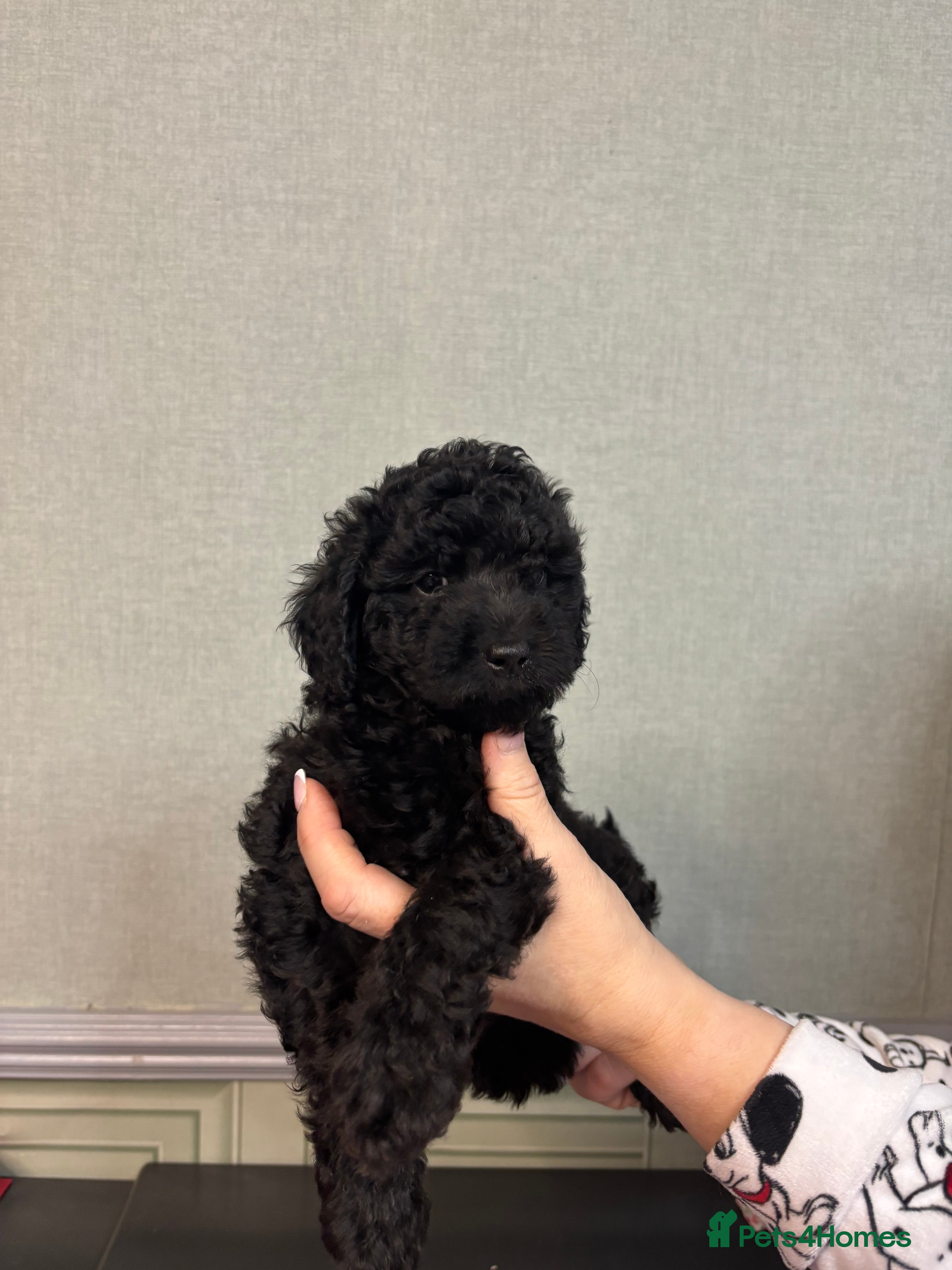 Cavapoo dogs F1B Cavapoo - Advert 1