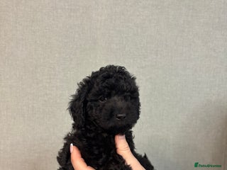 Cavapoo dogs F1B Cavapoo - Advert 2