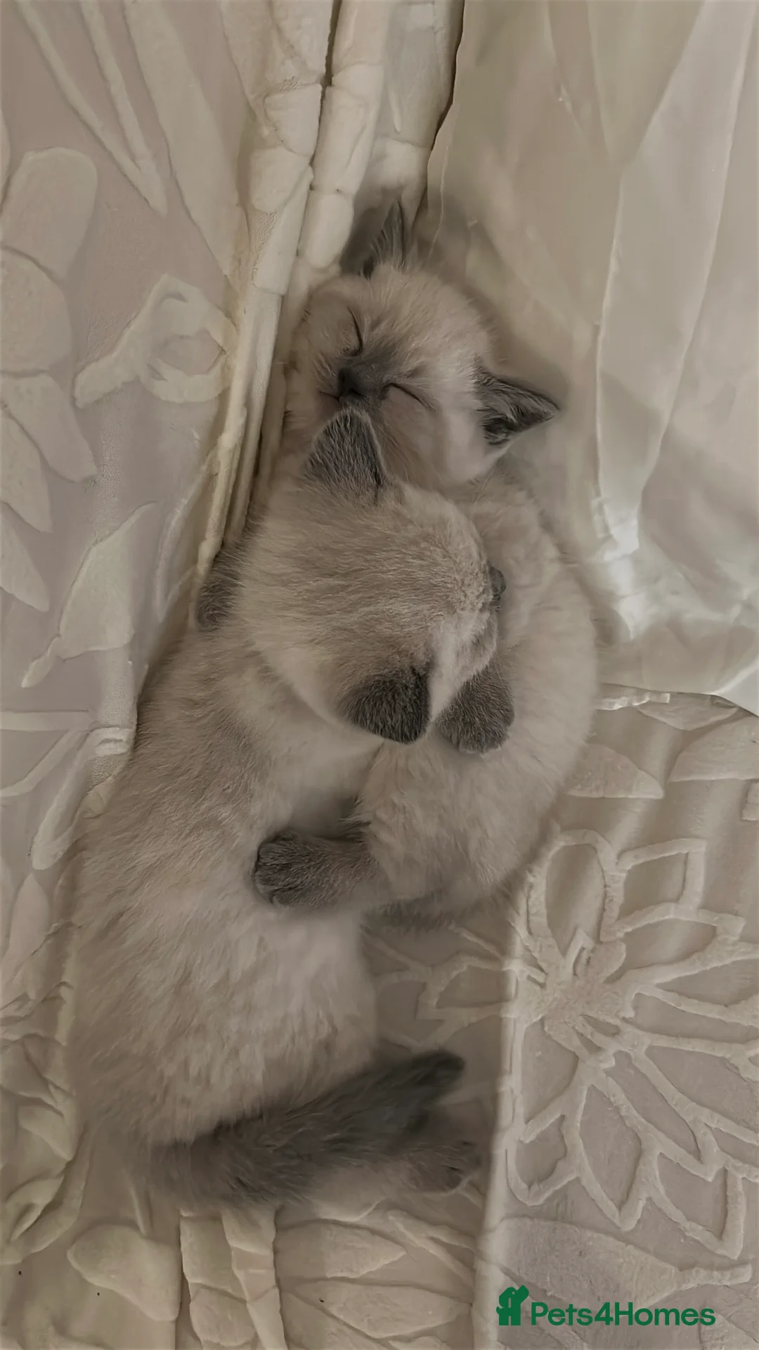 Mixed Breed cats for sale: Beautiful Ragdoll x BSH Kittens – 4 Available - Advert 6