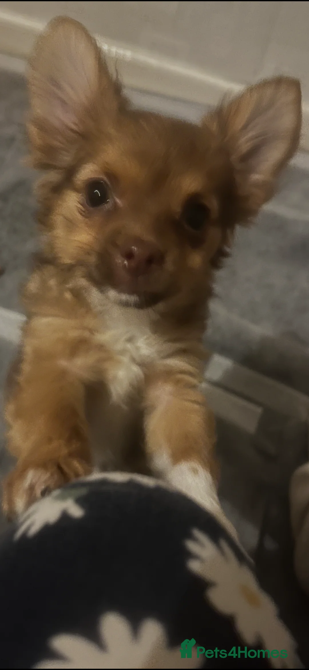 Chorkie dogs for sale: Lovely little fox girl - Advert 1