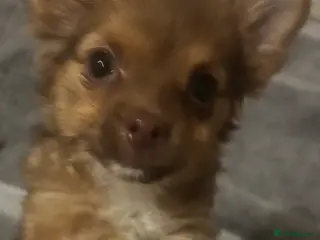 Chorkie dogs Lovely little fox girl - Advert 1