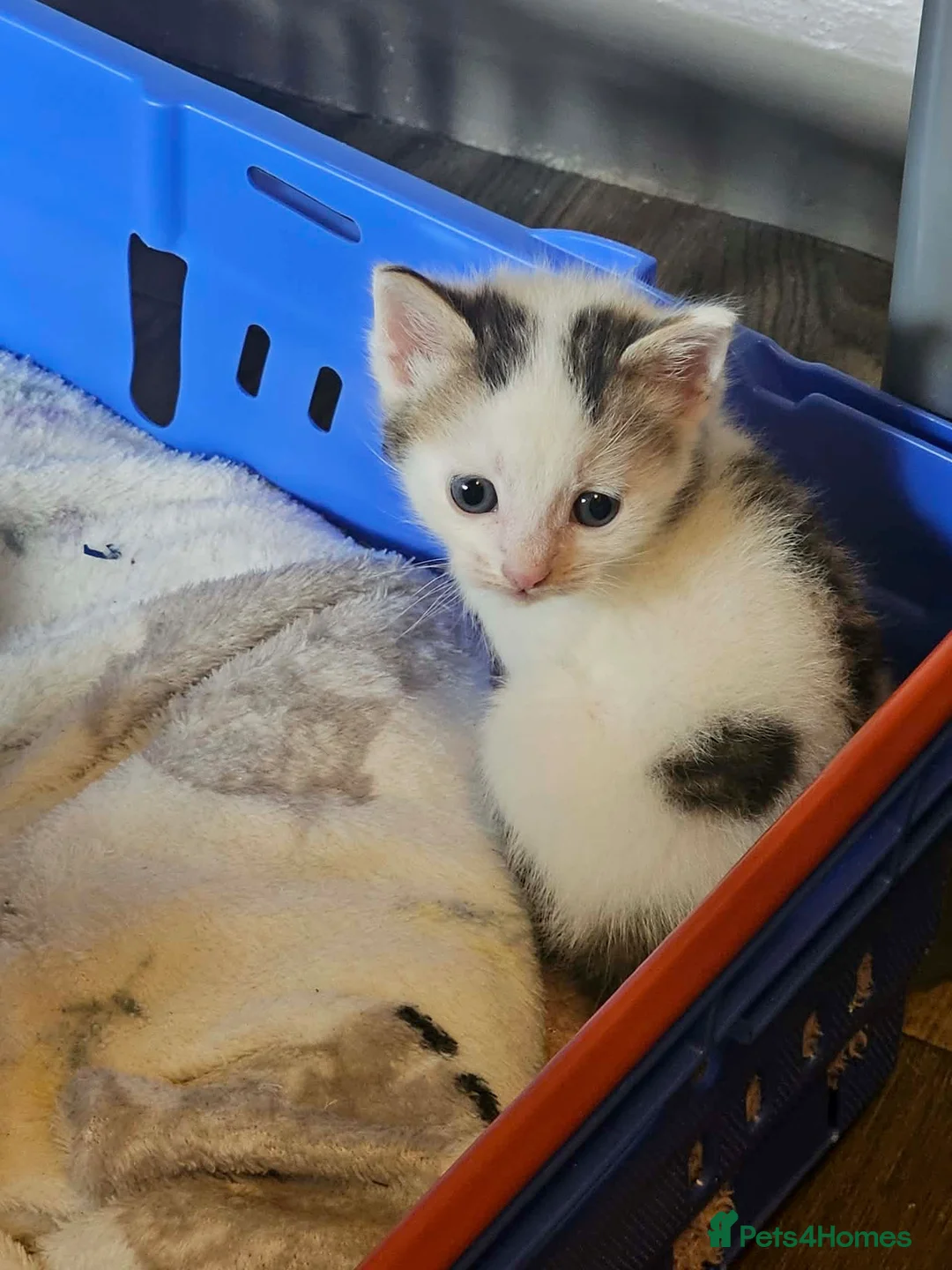 British Shorthair cats for sale: 🩷 Beautiful Kittens wanting their forever home🩷 - Advert 8