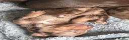 Miniature Dachshund dogs for sale: Gorgeous dachshund puppies  - Advert 9