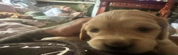 Cockapoo dogs for sale: Cockapoo pups x 4  in Hamilton - Advert 7