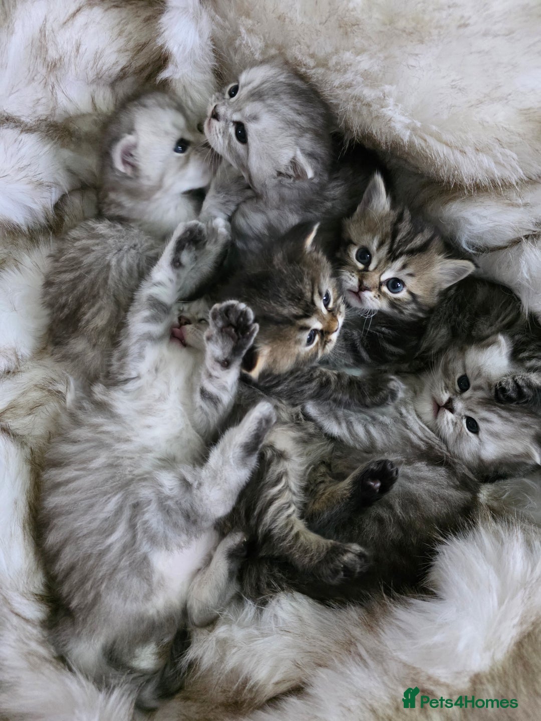 Persian cats for sale: Persian kittens  - Advert 12