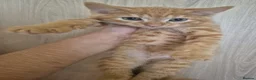 Turkish Angora cats for sale: Ginger and tabby kittens  - Advert 5