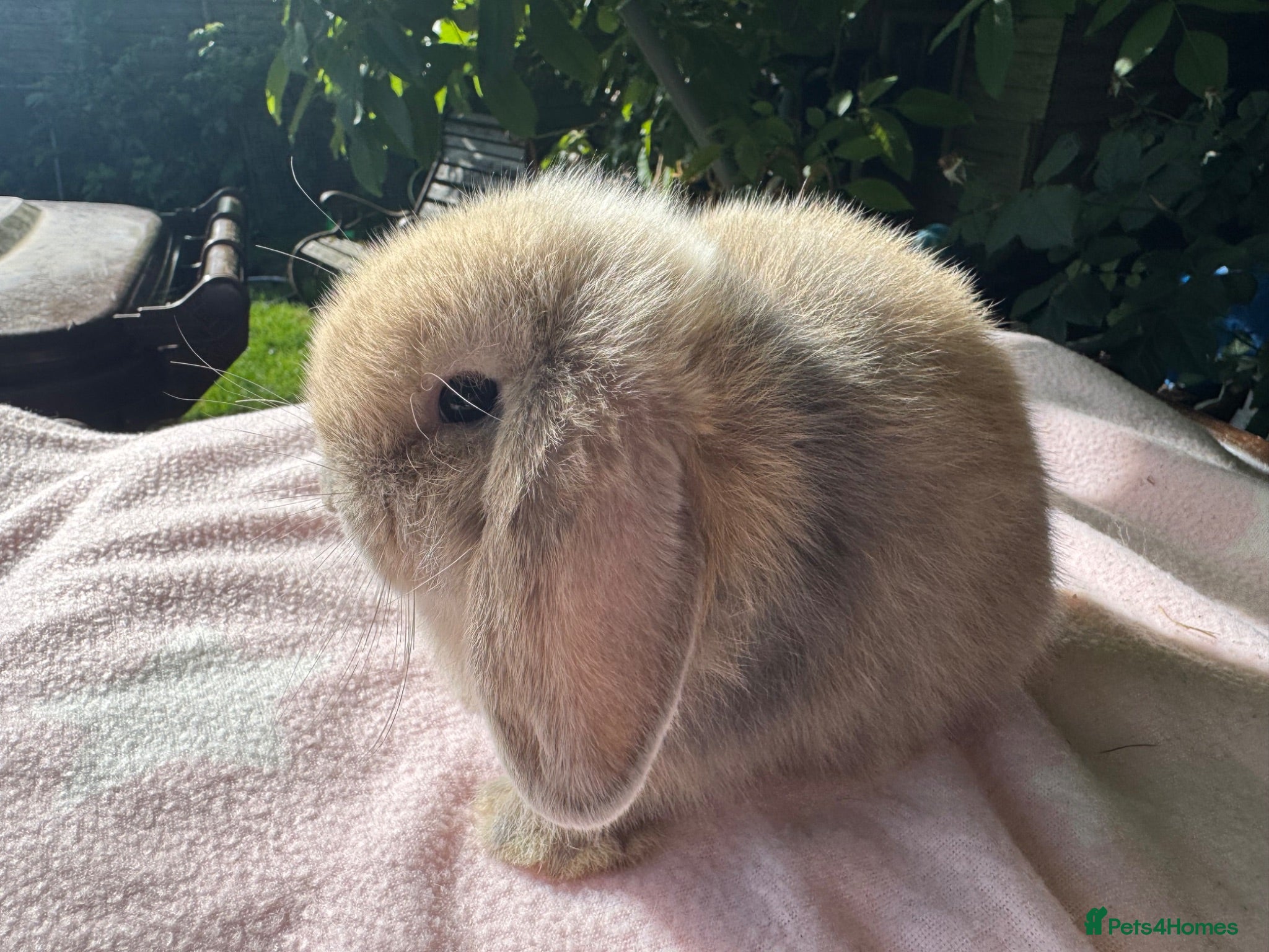 Mini Lop rabbits Beautiful mini lops for sale  - Advert 2