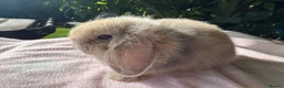 Mini Lop rabbits for sale: Beautiful mini lops for sale  - Advert 10