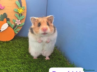 Hamster rodents Syrian Hamster Baby Babies Girls Boys Pedigree - Advert 1