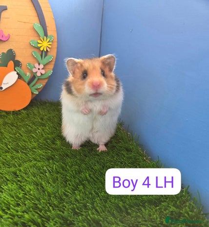 Hamster rodents Syrian Hamster Baby Babies Girls Boys Pedigree - Advert 1