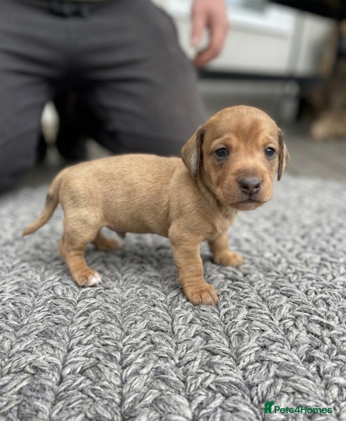 Miniature Dachshund dogs Adorable mini smoothe dachshund puppies - Advert 4