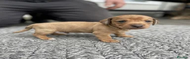 Miniature Dachshund Puppy 2