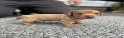 Miniature Dachshund dogs for sale: Adorable mini smoothe dachshund puppies - Advert 1