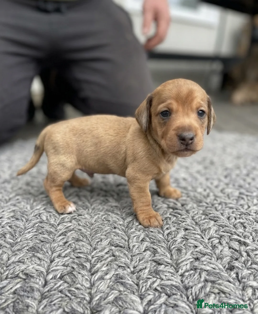 Miniature Dachshund dogs for sale: Adorable mini smoothe dachshund puppies - Advert 1