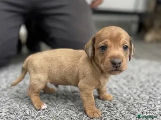 Miniature Dachshund dogs Adorable mini smoothe dachshund puppies - Advert 8