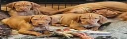 Hungarian Vizsla dogs for sale: Health checked KC reg strong Visla puppies.  - Advert 8
