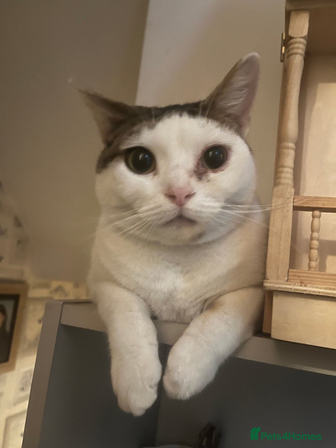 Mixed Breed cats for sale: babby - Advert 5