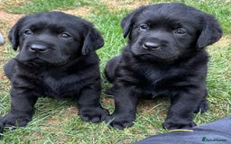 Labrador Retriever dogs for sale: Show chunky black Labradors - Image 6