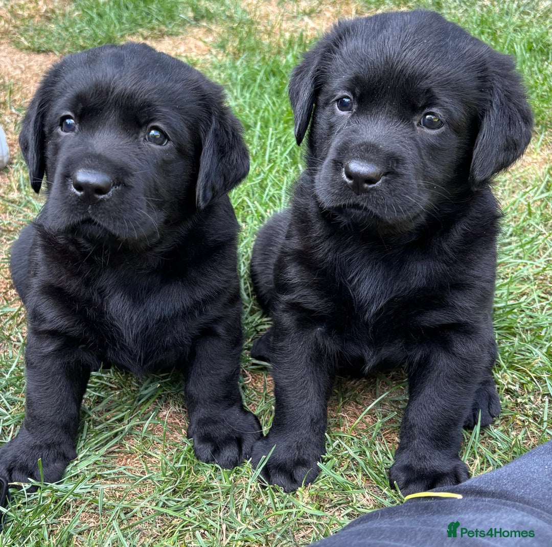 Labrador Retriever dogs for sale: Show chunky black Labradors - Image 6