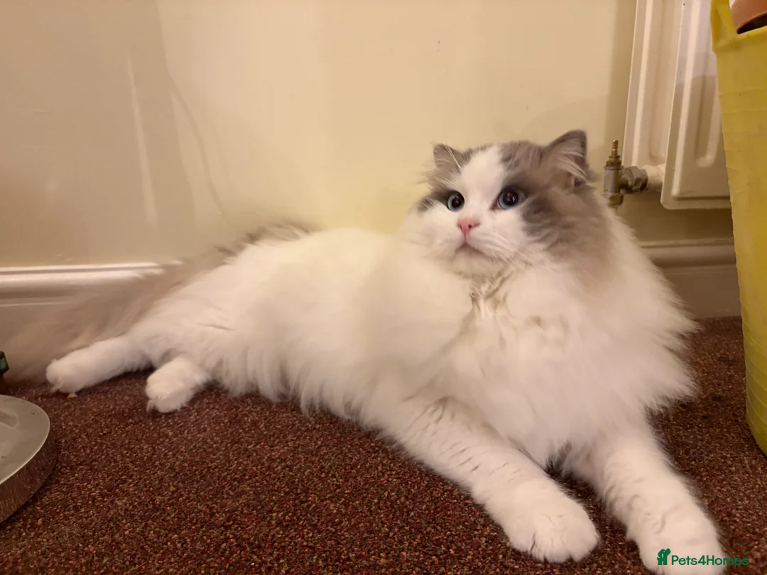 Ragdoll cats for stud: Handsome stud - Advert 2