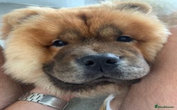 Chow Chow dogs for stud: *DISCOUNTED PRICE-PROVEN* CHOW AVAILABLE FOR STUD! in Canterbury - Image 5