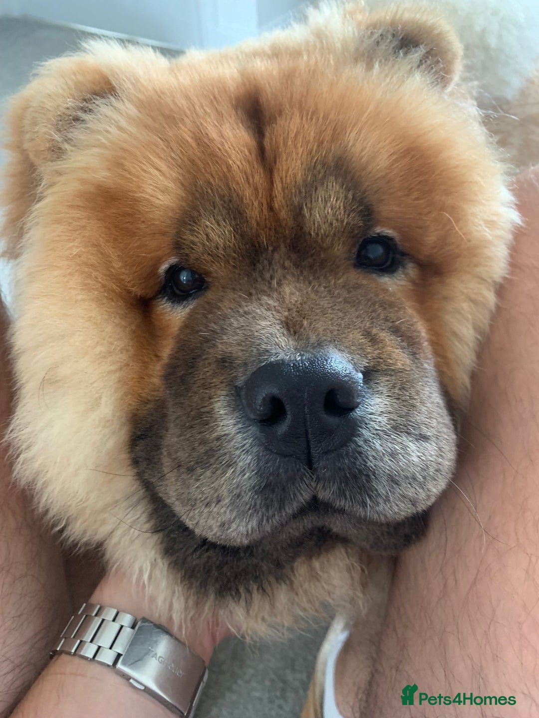 Chow Chow dogs for stud: *DISCOUNTED PRICE-PROVEN* CHOW AVAILABLE FOR STUD! in Canterbury - Image 5