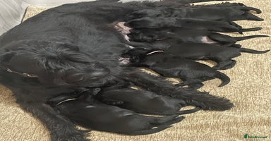 Giant Schnauzer dogs in West Bromwich - Advert 5