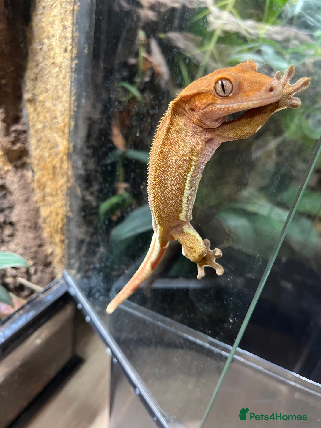 Gecko reptiles for sale: Crested gecko and gargoyles male and female  - Advert 7