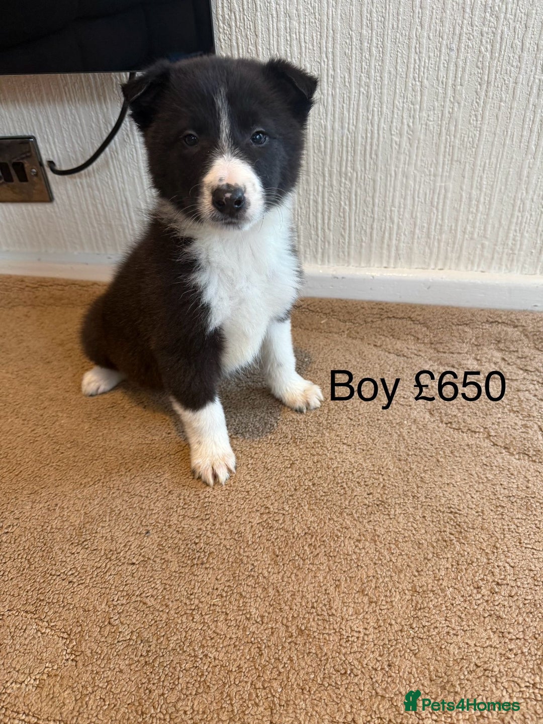Mixed Breed dogs for sale: Stunning rough collie x border collie puppies  - Advert 4