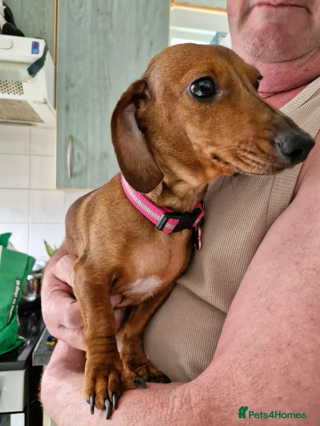 Dachshund dogs for sale: Dachound puppies in Wincanton - Advert 1