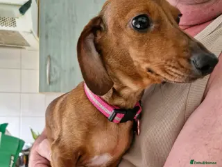 Dachshund dogs Dachound puppies - Advert 1