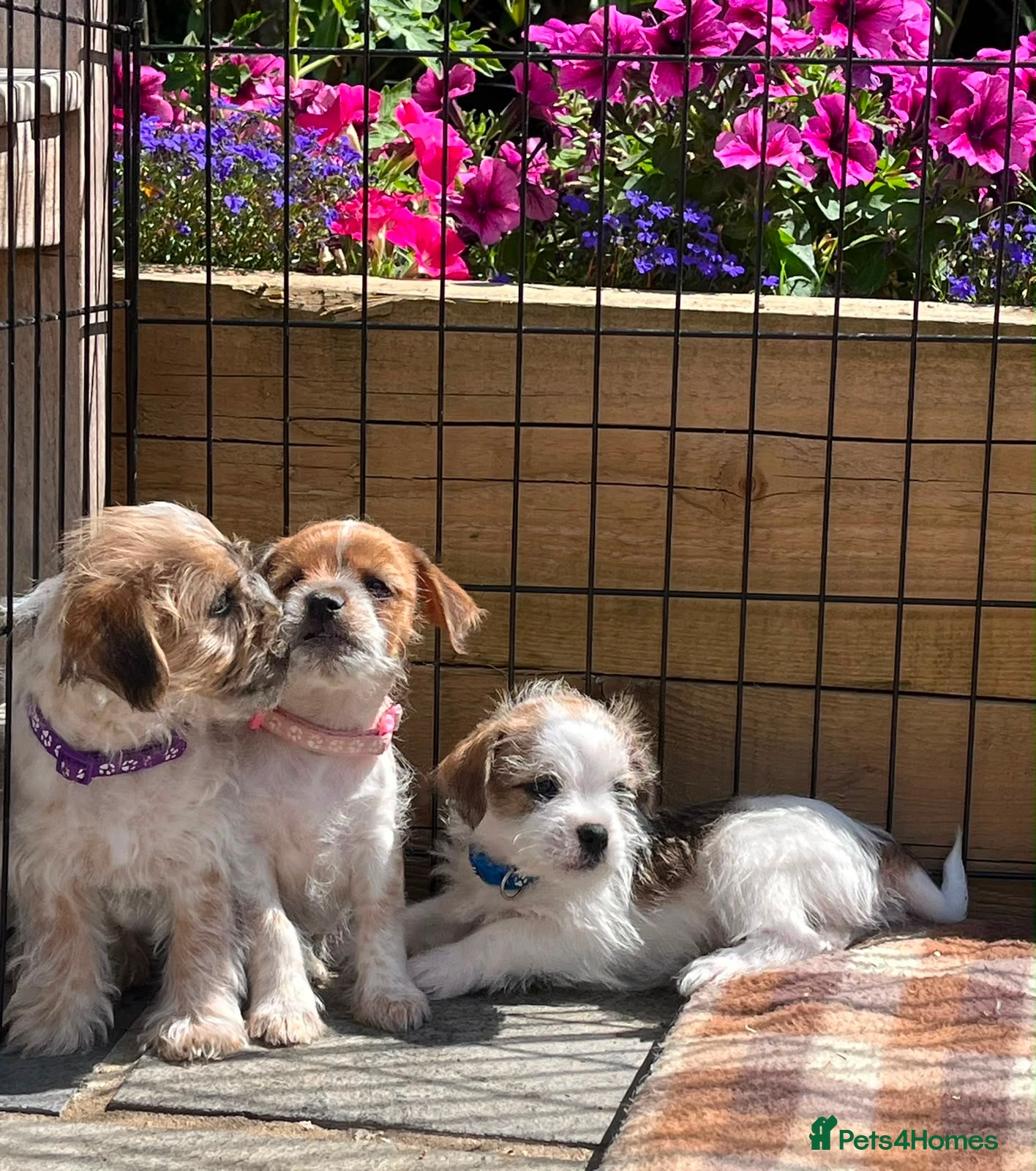 Mixed Breed dogs Beautiful Jack Tzu Puppies – 2 Girls, 1 Boy - Advert 14