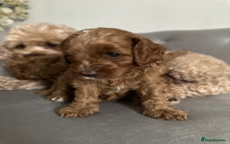 Cavapoo dogs for sale: Stunning Red Cavapoo Boys  - Image 17