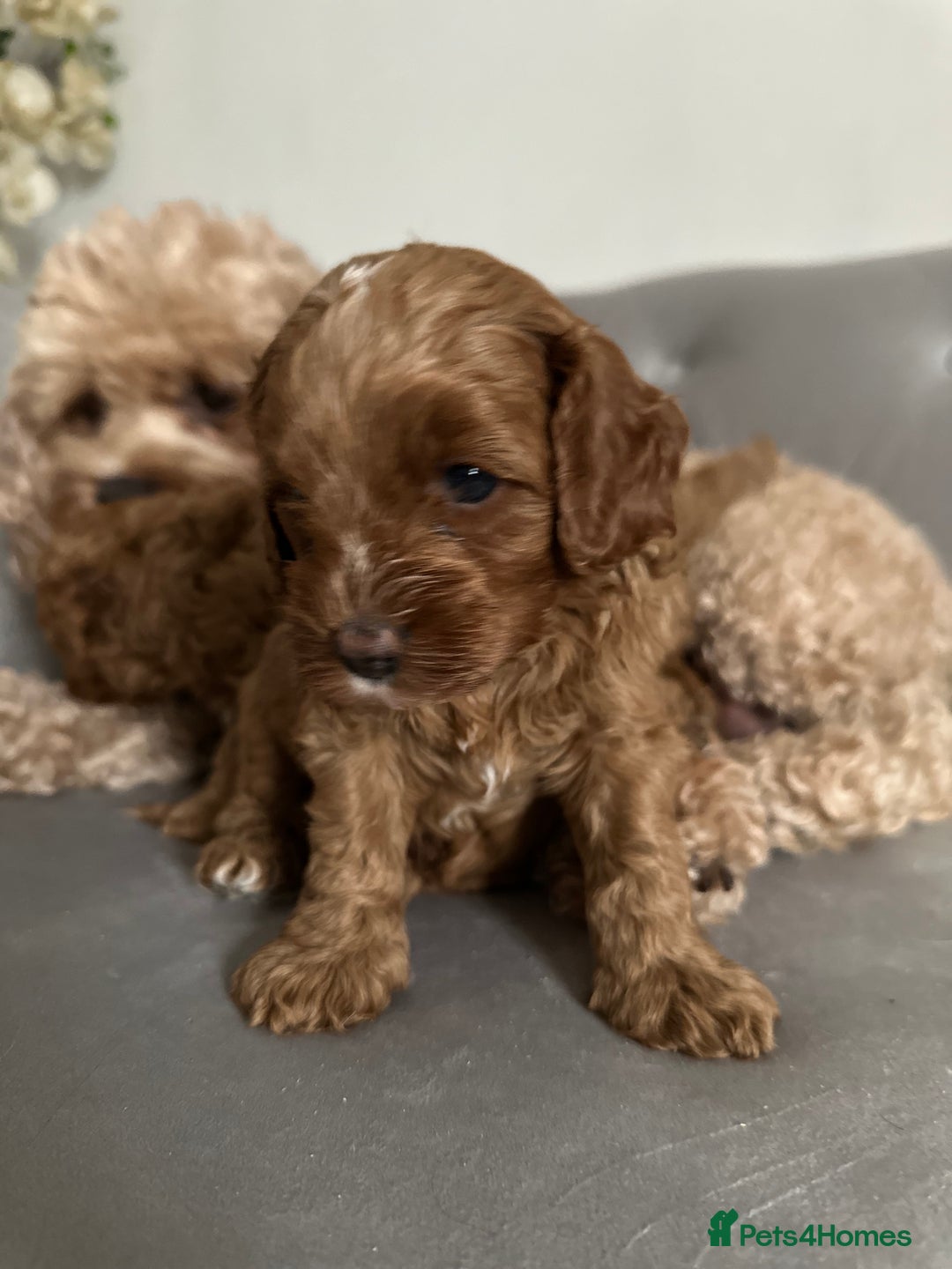 Cavapoo dogs for sale: Stunning Red Cavapoo Boys  - Image 17