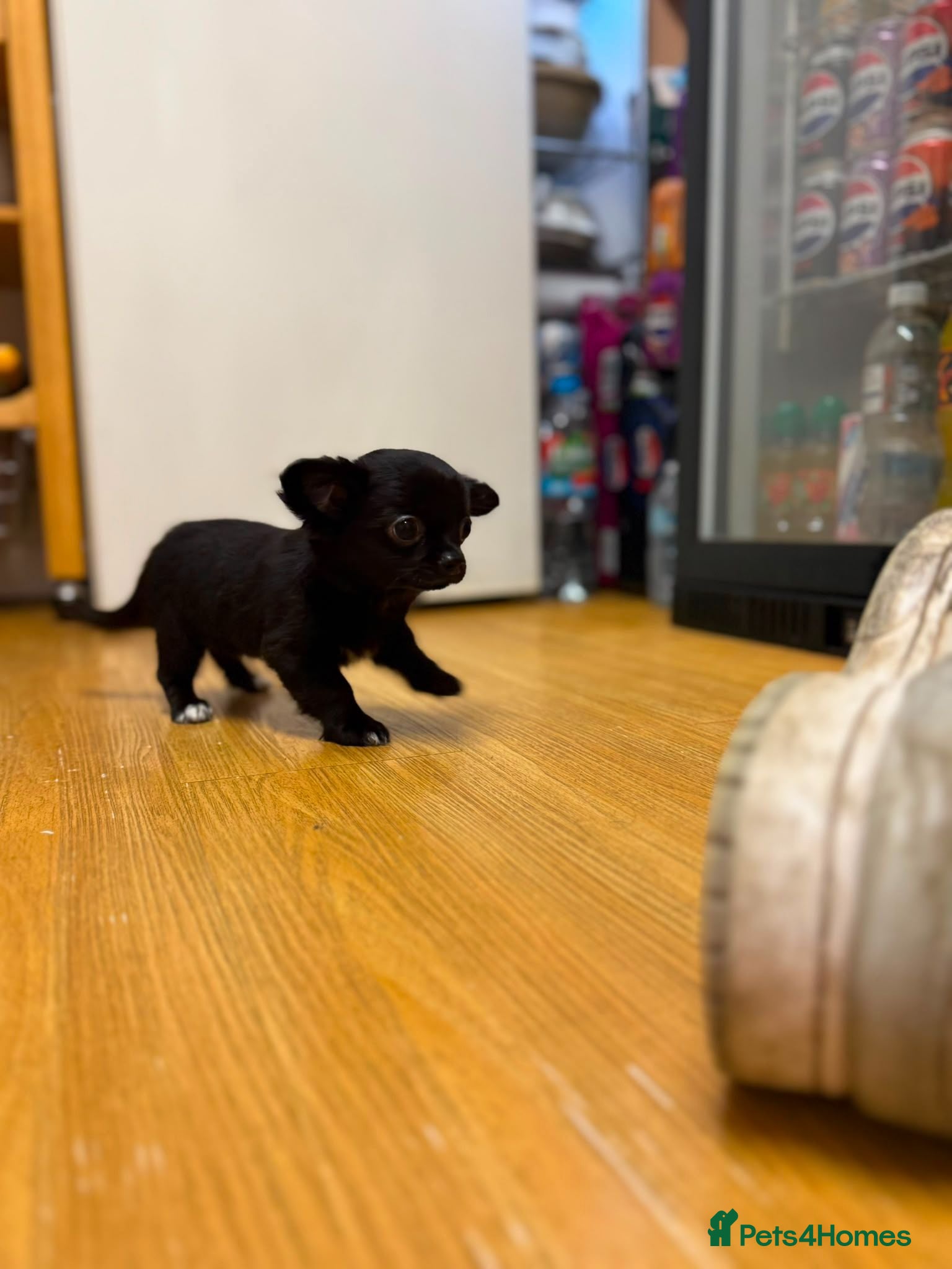 Chihuahua dogs Stunning Chihuahua Puppies Ready Now🐾 - Advert 20